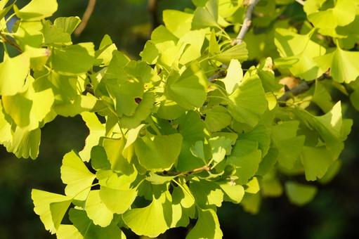 イチョウ イチョウ,葉,黄葉の写真素材