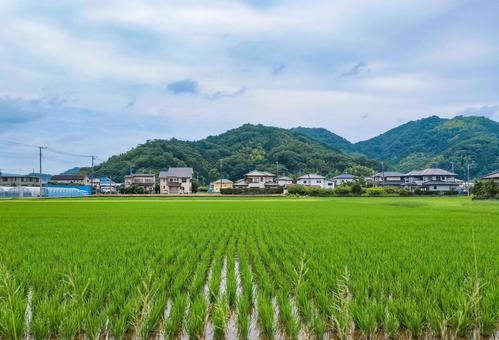静岡県伊豆の国市南江間あたりの田園風景 静岡県伊豆の国市南江間あたりの田園風景 水田,田圃,田園風景の写真素材
