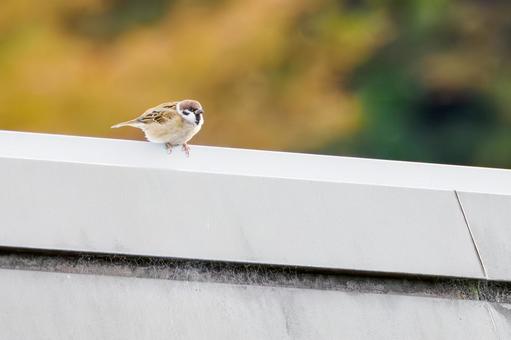 Young sparrow (49), JPG Young sparrow (49), JPG