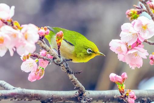 メジロと桜 メジロと桜 の写真