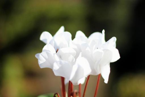 シクラメンの写真