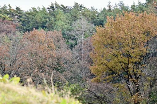 晩秋から初冬の風景2 自然,風景,晩秋の写真素材