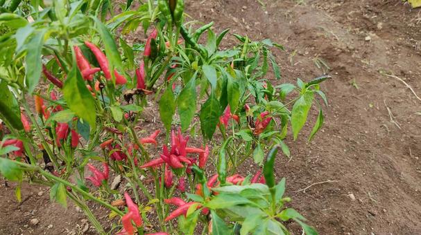 トウガラシ トウガラシ,唐辛子,野菜の写真素材