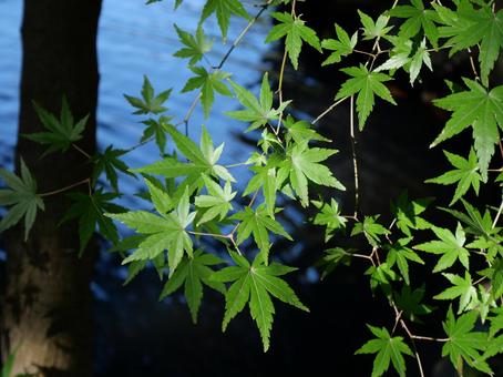 もみじの葉っぱ 自然,癒やし,グリーンの写真素材