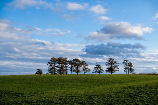 青空の下で広大な緑の牧草地に連なる林 丘,牧草地,緑の写真素材