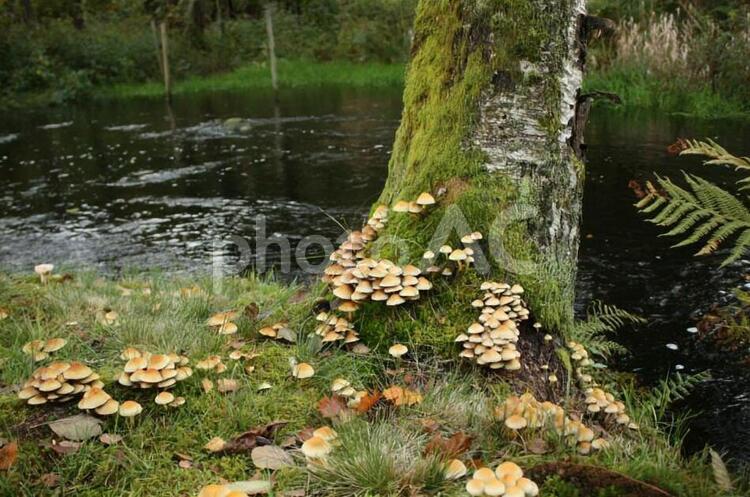 森のきのこ 森,きのこ,川の写真素材