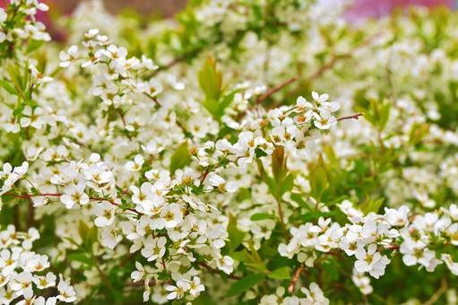 Spiraea flower, JPG Spiraea flower, JPG