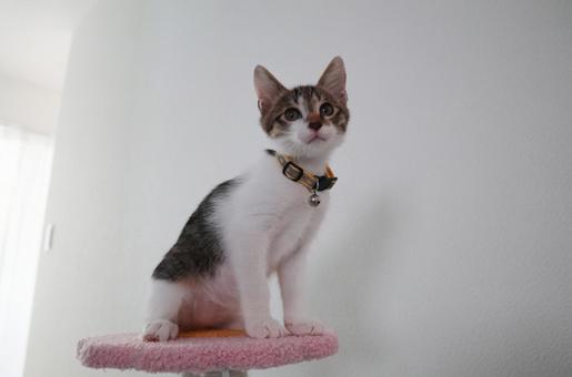 子猫10 子猫,ねこ,ペットの写真素材