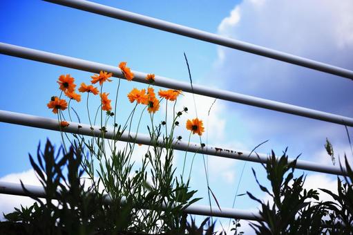 Cosmos, blue sky and white clouds, JPG