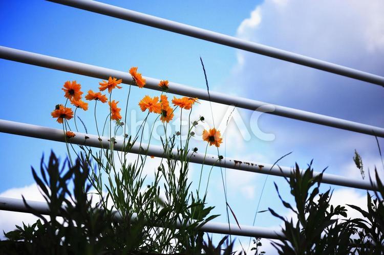 コスモスと青空と白い雲 花,コスモス,青空の写真素材