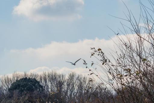 冬空を飛ぶダイサギ 冬空を飛ぶダイサギの写真