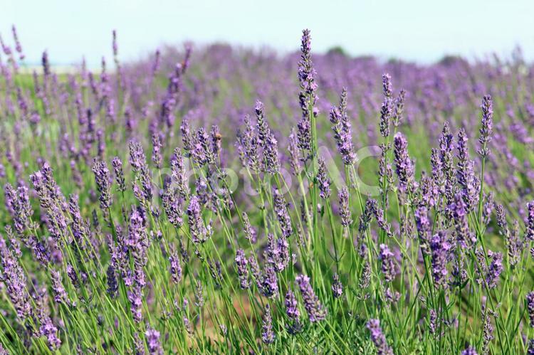 群生するラベンダーの風景　14 ラベンダー,ラベンダーの花,花の写真素材