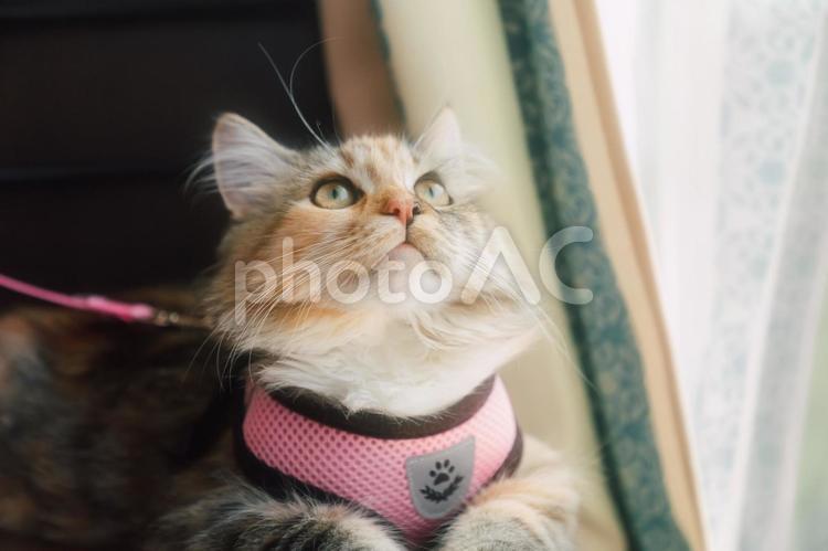 ハーネスをつけた猫４ 猫,ねこ,ネコの写真素材