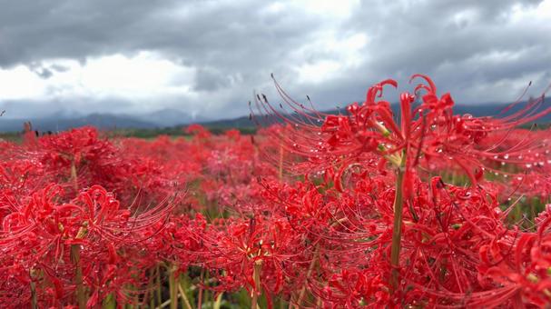 彼岸花５の写真