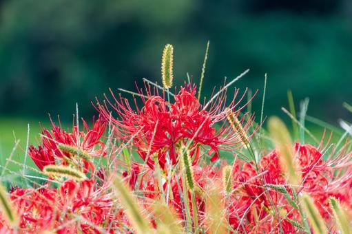 緑の背景に映える彼岸花の群生 彼岸花,赤,花の写真素材