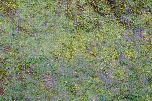 苔の生えた岩の表面　背景画像 苔,岩,岩石の写真素材