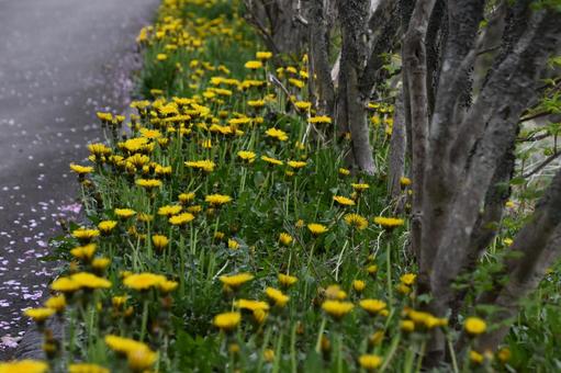 Photo, dandelion, roadside, a flower, 
