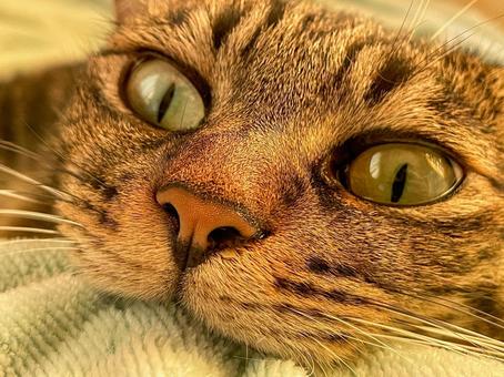 噛みつきねこ 噛みつきねこの写真