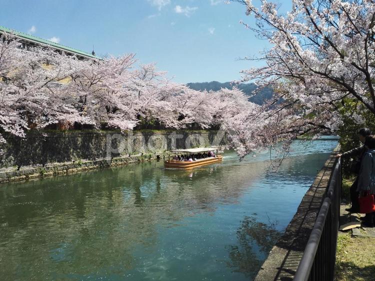 京都の屋形船と桜 木,風景,春の写真素材