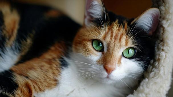 寝そべる三毛猫 寝そべる三毛猫の写真