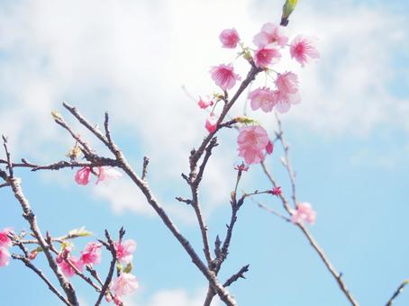 緋寒桜 桜,春,ピンクの写真素材