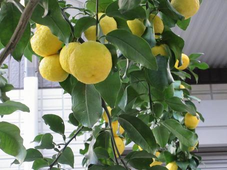 ハナユズ  ００６ ハナユズ,ハナユ,一才ゆずの写真素材