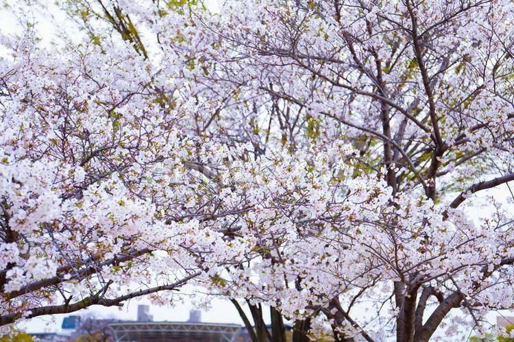 満開になった桜の木 桜,春,満開の写真素材