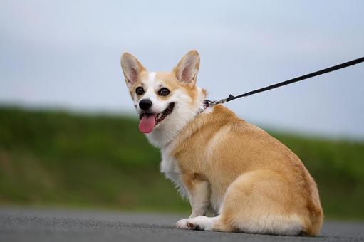 Close-up of a walking Corgi, JPG Close-up of a walking Corgi, JPG