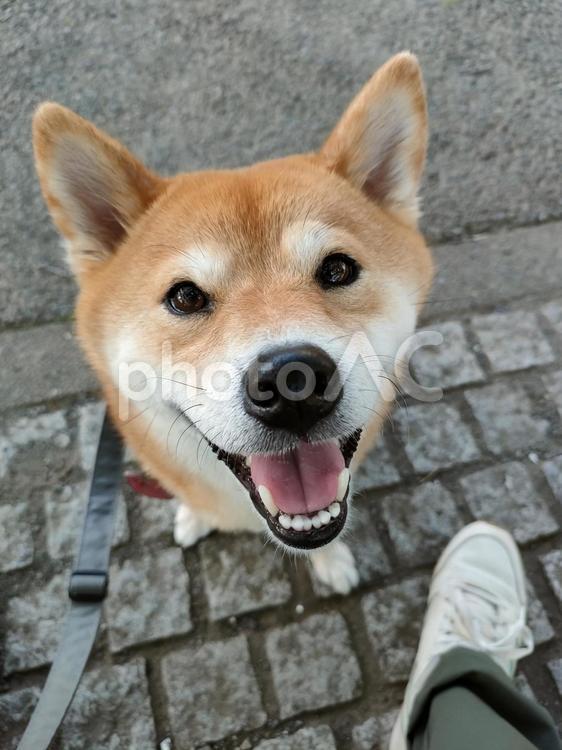 お散歩が楽しい柴犬くるみです！ 犬,柴犬,シバの写真素材