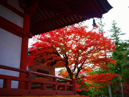 毛越寺の紅葉 毛越寺の紅葉の写真