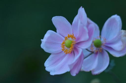 它靜靜地綻放在田野, JPG 它靜靜地綻放在田野, shumayigiku, autumn chrysanthemum, flower, JPG