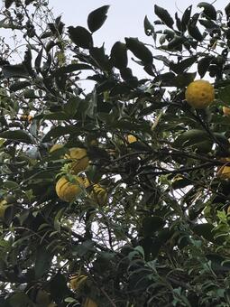 柚子 柚子,ゆず,初冬の写真素材