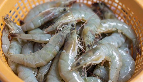 ざるに入れられた新鮮な海老 ざるに入れられた新鮮な海老の写真