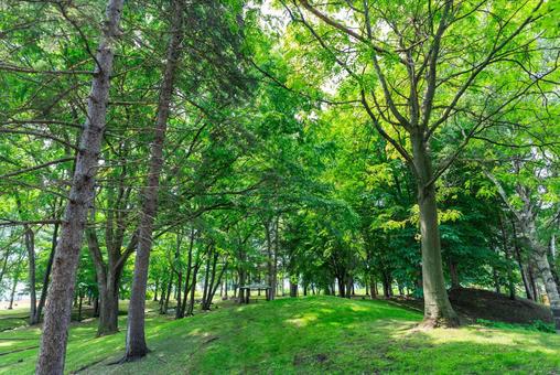 新緑が美しい公園 新緑が美しい公園の写真