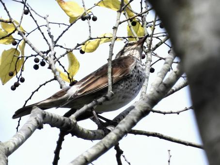 枝につかまるツグミ 鳥,野鳥,ツグミの写真素材