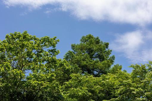 木々と青空 木々と青空 青空,新緑,緑の写真素材