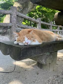備中松山城 さんじゅーろー(居眠り中) 備中松山城 さんじゅーろー(居眠り中)の写真