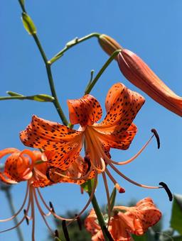 Tiger lilies and blue sky, JPG