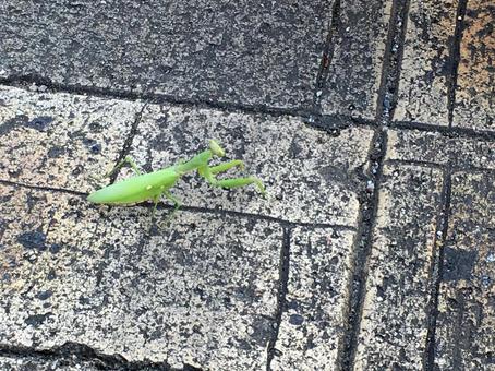 カマキリ カマキリの写真