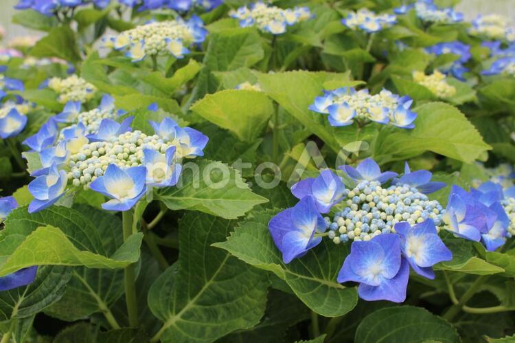 紫陽花（ガクアジサイ） ガクアジサイ,あじさい,紫陽花の写真素材