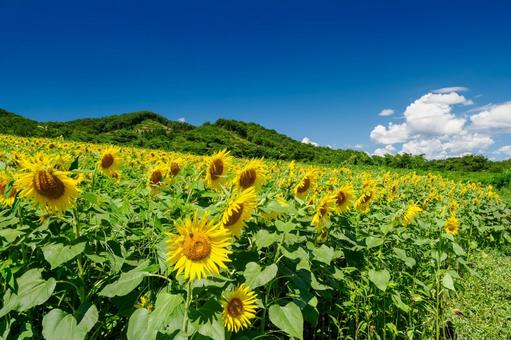 ヒマワリ(54) ヒマワリ(54) 夏,花,ヒマワリの写真素材