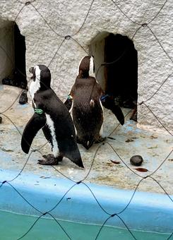 ペンギン ペンギン,ケープペンギン,動物の写真素材
