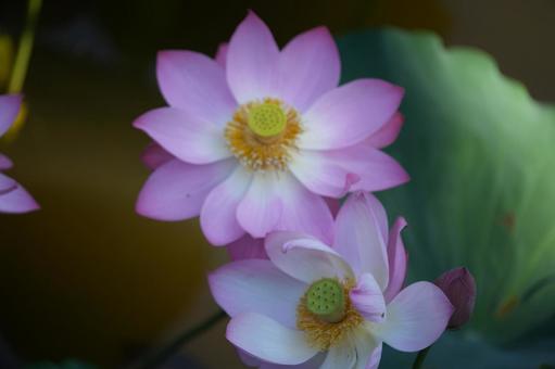 ハス(蓮) ハス(蓮)の写真