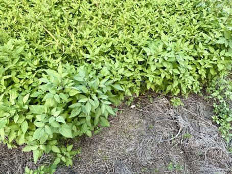 雑草 雑草の写真
