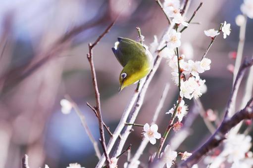 春の訪れを告げる梅の花とメジロ 鳥,メジロ,花の写真素材