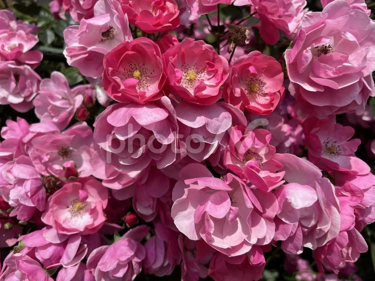 たくさん咲いた薔薇の花のクローズアップ ガーデニング,素材,庭の写真素材
