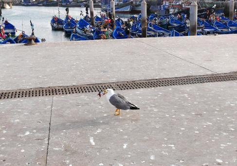 魚の頭をくわえている港のカモメ、モロッコ 魚の頭をくわえている港のカモメ、モロッコ カモメ,魚の頭,港の写真素材