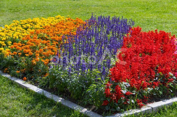 大通公園　秋の花壇1 さわやか,ガーデニング,ガーデンの写真素材