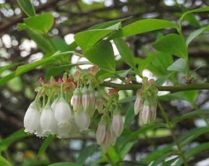ブルーベリーの花の写真