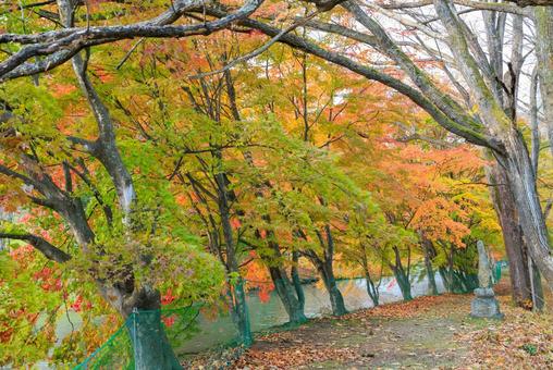 清水公園の紅葉 清水公園の紅葉,紅葉,清水公園の写真素材